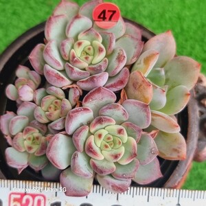 1202発送-R047 オンセ エケベリア 多肉植物 韓国苗