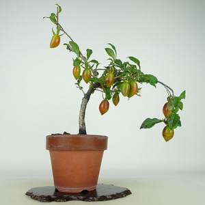 盆栽 老爺柿 ベニロマ 樹高 約27cm ろうやがき Diospyros rhombifolia ロウヤガキ 実物 雌木 カキノキ科 落葉～半落葉樹 観賞用 現品