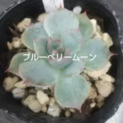 多肉植物ブルーベリームーン(おらいさん苗)