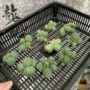 【龍園觀】①No.A51 多肉植物 塊根植物 Euphorbia obesa ユーフォルビア オベサ 群生株 10株