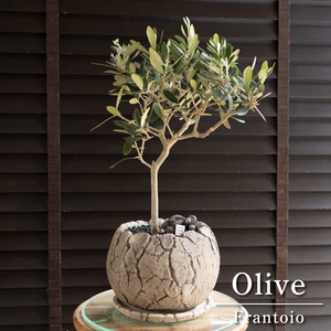 Olive オリーブの木 Frantoio フラントイオ 盆栽 オリーブ 恐竜のたまご 陶器鉢 0715GY