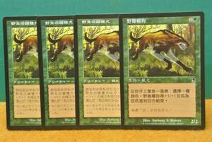 ＭＴＧ　野生の雑種犬 日日日中