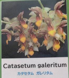 【北軽ガーデン】＊熱帯植物＊Catasetum galeritum`Jumbo`＊洋ラン原種＊カタセタム　ガレリタム＊タケノコ系＊ブラジル北部原産＊