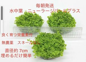 水中葉　ニューラージパールグラス（無農薬、スネール無し）大きさ7cm 3セット