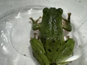 091 モリアオガエル 模様少なめ おそらくオス♂雄 約55mm 神奈川県産 生体 カエル蛙