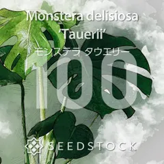 モンステラの種 Monstera deliciosa Tauerii 100粒 ゆうパケット発送