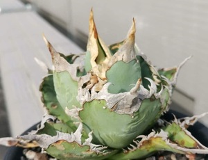 【ever plants】Agave titanota 台湾ゴジラ（3007）：検索用：チタノタ、オテロイ、日冕、哥吉拉、白幽霊、GODZILLA