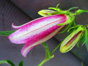 山野草　　紅白　縞花　　ホタルブクロ　　　蛍袋