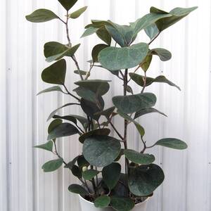 現物出品【フィカス・デルトイデア＊Ficus delitoidea＊ゴールドコイン】７号　