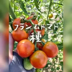 【固定種】フランムトマト種20粒