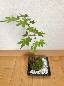 イロハモミジの苔玉　小石お皿付き　4