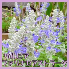 夏～冬頃まで咲く宿根サルビア【花の種】ファリナセアストラータ種30粒