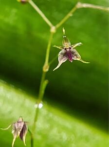 platystelle jesupiorum ミニチュアラン原種南米パルダリウム　洋蘭