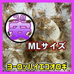 MLサイズ200匹(1cm～1.5ｃｍ)（死着保証込み）　ヨーロッパイエコオロギ　