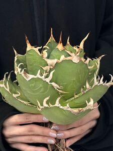 056-2 【AGAVE TITANOTA 】霸王龍　極上状態　アガベチタノタ　強鋸歯　巨大株　幅:21cm