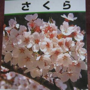 染井吉野桜 苗木