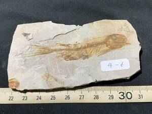 狼鰭魚（Lycoptera）化石・4-6・40g（中国産化石標本）