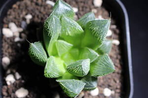 Haworthia/アトランティス　ハオルチア