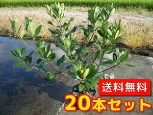 シャリンバイ 樹高0.4m前後 15cmポット （20本セット）（送料無料） 苗 植木 苗木 庭