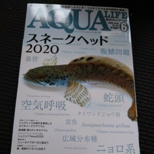 月刊アクアライフ ２０２０年６月号 （エムピージェー）　スネークヘッド特集