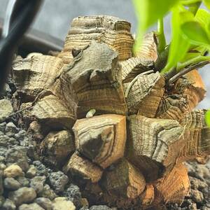 【鉢ごと発送】アフリカ型 亀甲竜 / Dioscorea elephantipes / 4号鉢 / 塊根・多肉植物【現品】 24-11-8-04