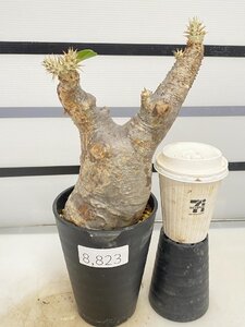 8823 「塊根植物」パキポディウム エニグマティクム 植え【発根・Pachypodium enigmaticum・多肉植物】