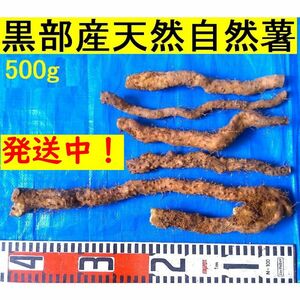 黒部産・山堀り・ 天然自然薯 500g 発送中です！