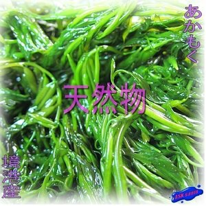 加工済み「アカモク1.6kg」醤油味40g×40個入り...山陰境港の第三の海草