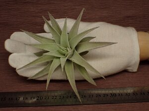 Tillandsia hondurensis チランジア・ホンジュレンシス 429■エアプランツDF