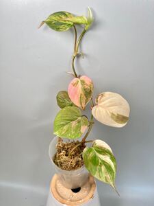 「09」フィロデンドロン・ミカンス　ピンク　斑入り　Philodendron micans pink variegated