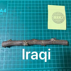 Iraqi穂木　 いちじく穂木 イチジク穂木