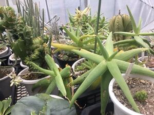 ＫＮ　アロエ(ロカイ属)　ウイットコンベイ　オマーン　w of　サララ（ALOE WHITCOMBEI oman, w of salala）　　　　0.8Ｍ以下