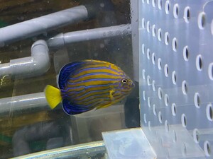 １円～丹後の天然近海 海水魚 飼ってみませんか？ キンチャクダイ １匹 ７～８cm程度 トリートメント 餌付け済 死着保障あり