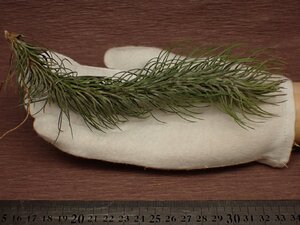 Tillandsia funckiana v.recurvifolia チランジア・フンキアナ レクルビフォリア 799★エアプランツKK