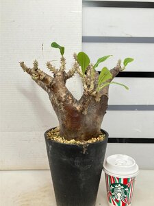 2701 「塊根植物」パキポディウム エニグマティクム 植え【発根・Pachypodium enigmaticum・多肉植物】