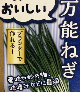 万能ネギ 苗 1ポット