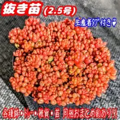 レッドベリー【抜き苗】2.5号モリモリ♪ 多肉植物セダム紅葉プラ鉢プレステラl