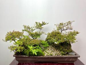 極小葉　米ツツジ　紀州　寄せ植え