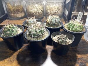 ギムノカリキウム等レア多肉植物まとめ売り