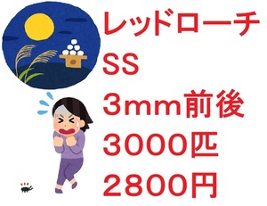 レッドローチ　SS ３ｍｍ前後 ３０００匹　２８００円