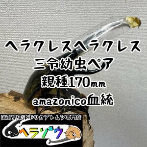 [親種170mm]ヘラクレスヘラクレス三令幼虫１ペア２匹（♂♀）セット（DHヘラクレス）