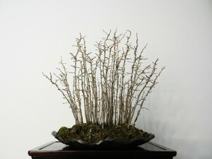 カリン （花梨） かりん 盆栽 寄せ 樹高52cm
