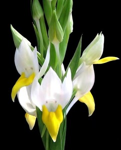 洋蘭 原種 地性蘭 野生蘭 ペクテリス Pecteilis hawkesiana 白と黄色のコントラストが美しい地生蘭