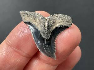サメ 歯 化石 カマヒレザメ [HE70] サメの歯 鮫の歯 鮫 牙