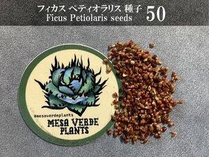 フィカス ペティオラリス 種子 50粒+α Ficus Petiolaris 50 seeds+α 種