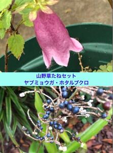 ヤブミョウガ　種子100粒　山野草　茶花　藪茗荷　たね　タネ　種　ホタルブクロ付き