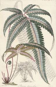 フランスアンティーク 博物画 植物画『※植物名不明』 多色刷り石版画　ボタニカルアート