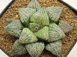 ■[Y057]フェアレディー×赤竜　実生　未繁殖【多肉植物　Haworthia　ハオルチア　ハオルシア】