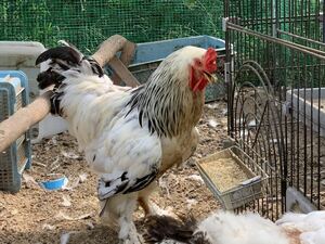 ライトブラマ　卵　5個　有精卵　食用　平飼い