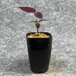 【鉢ごと発送】ペトペンチア ナタレンシス / Petopentia natalensis /【実生】/ 2号鉢 / 【現品】24-7-23-24